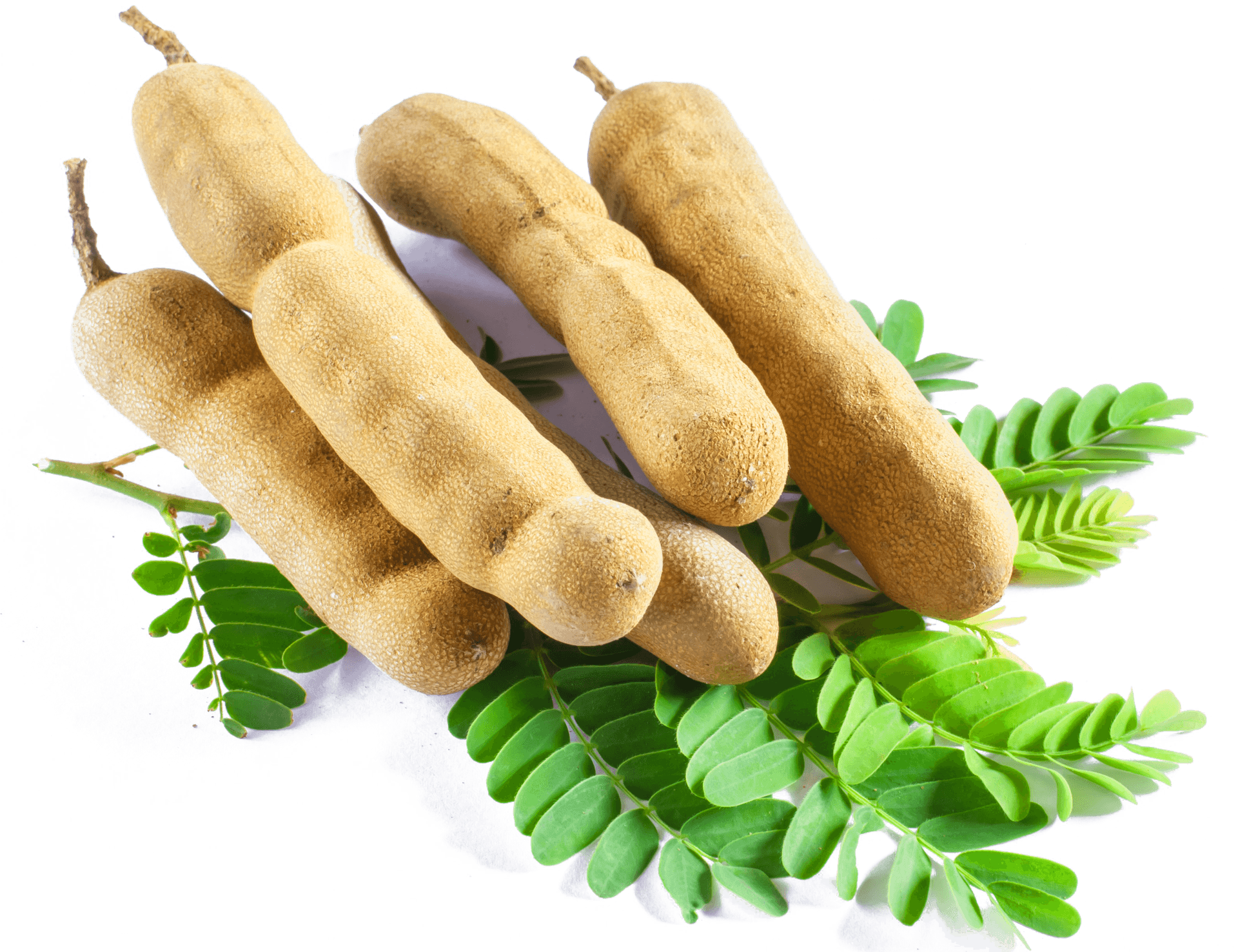 Fresh Tamarind Podsand Leaves PNG Image