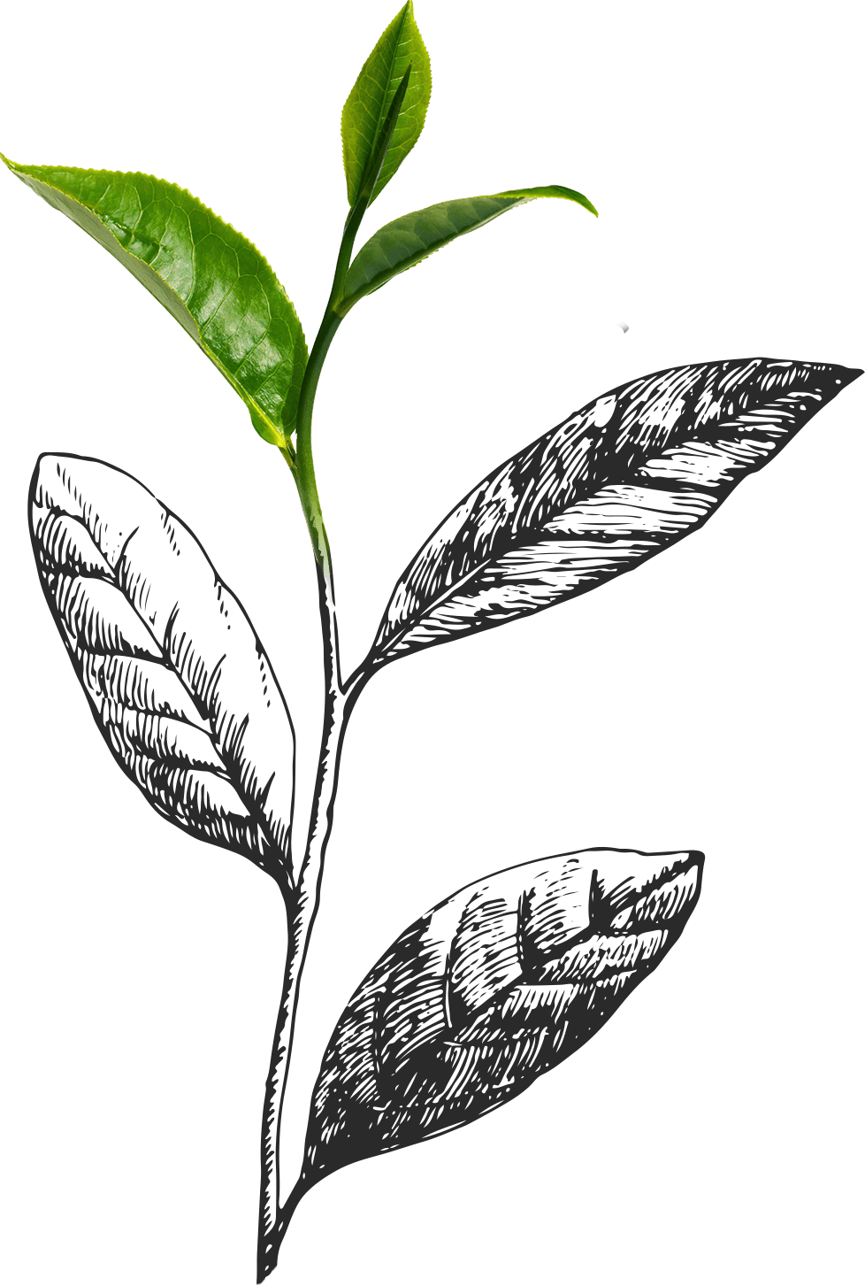 Fresh Tea Leaves Illustration PNG Image