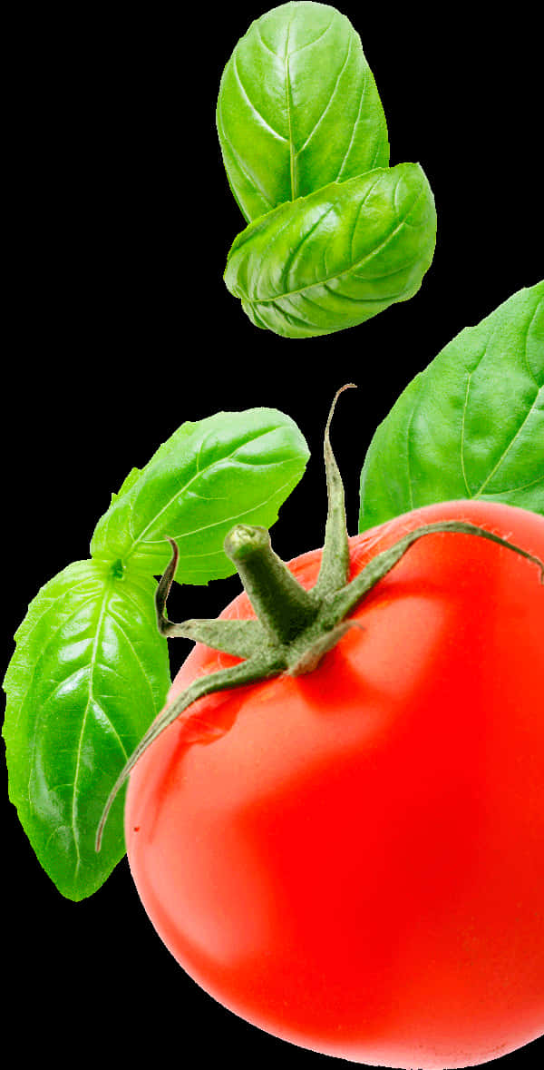 Fresh Tomatoand Basil Leaveson Black Background.jpg PNG Image