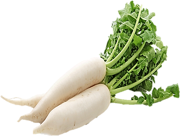 Fresh White Daikon Radishes PNG Image