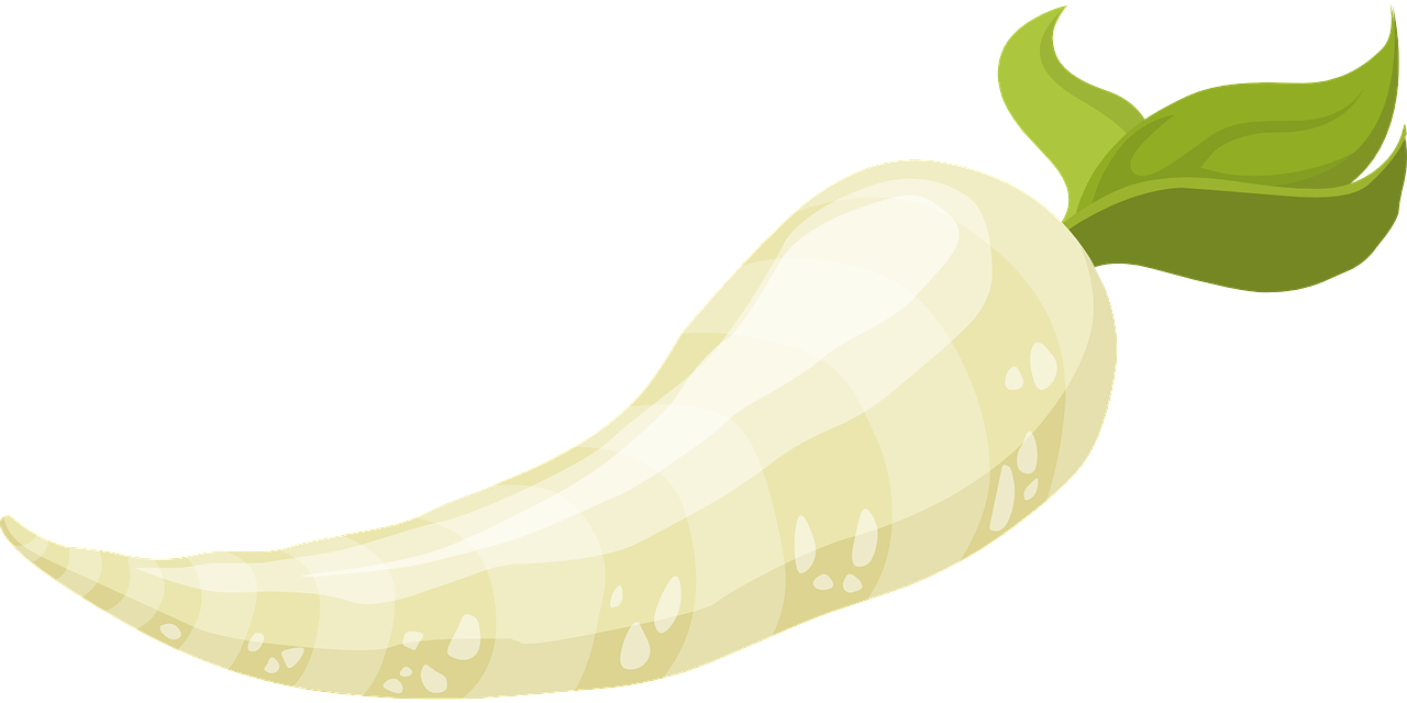 Fresh White Radish Illustration.png PNG Image