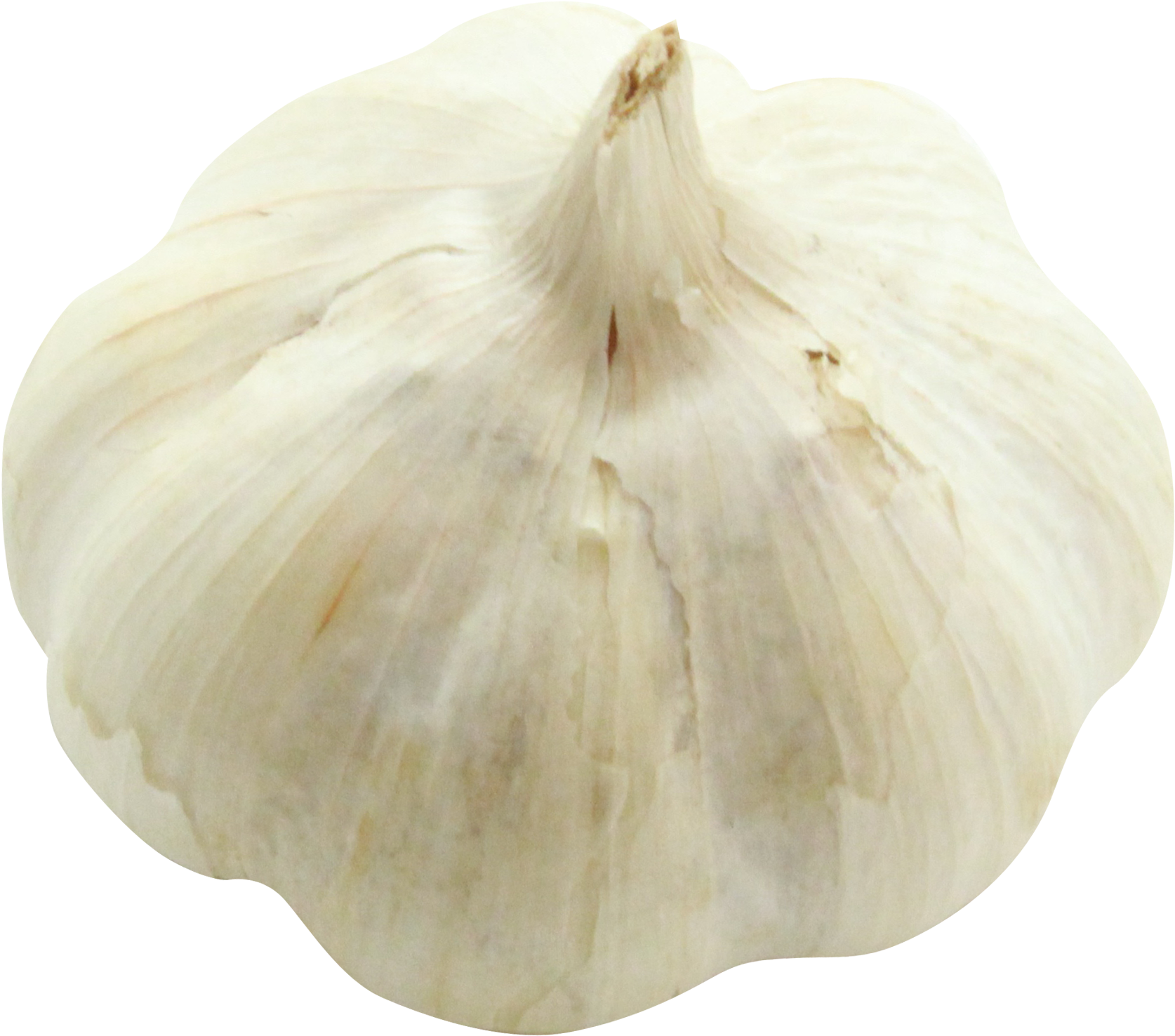 Fresh Whole Garlic Bulb PNG Image