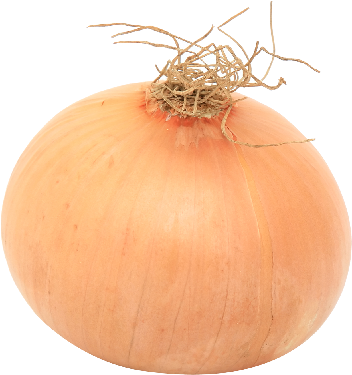 Fresh Whole Onion Isolated PNG Image