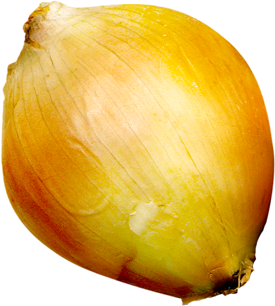 Fresh Yellow Onion Single PNG Image