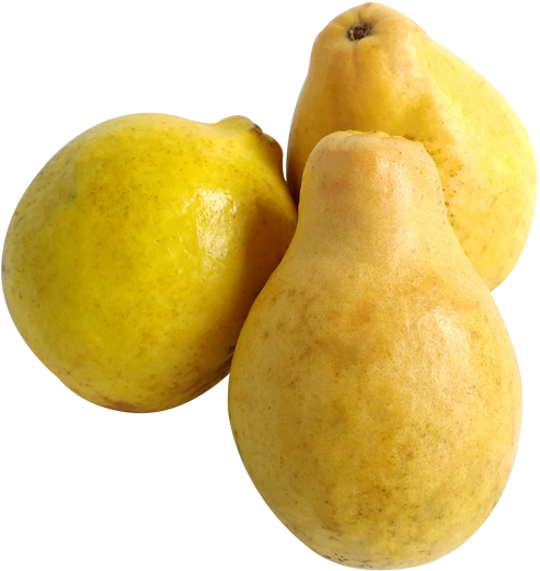 Fresh Yellow Pears Isolated PNG Image