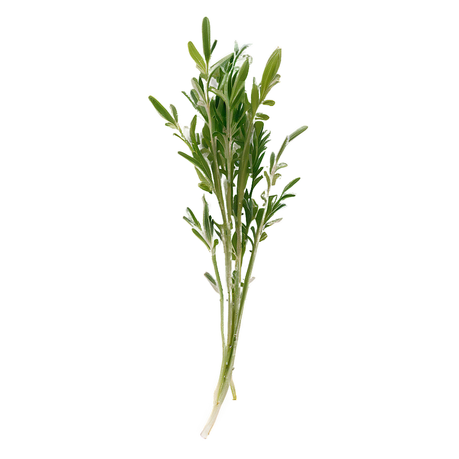 Freshly Cut Herb Png Hjt65 PNG Image