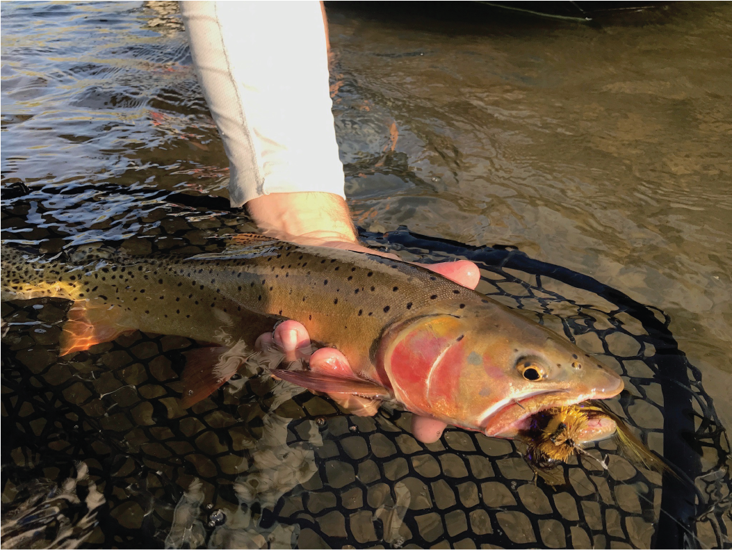 Freshwater Fishing Catch PNG Image