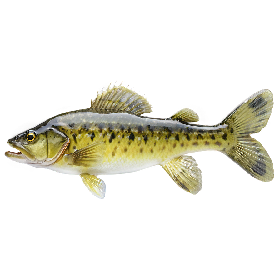 Freshwater Walleye Png Afl PNG Image