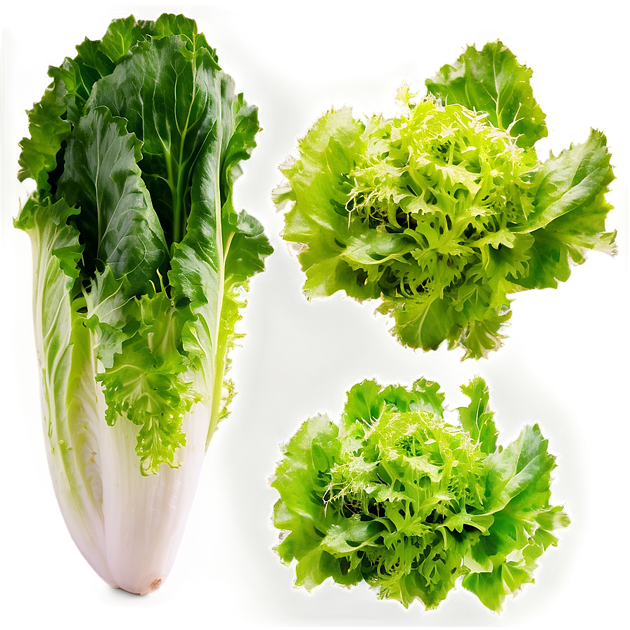 Frisee Lettuce Png 05242024 PNG Image