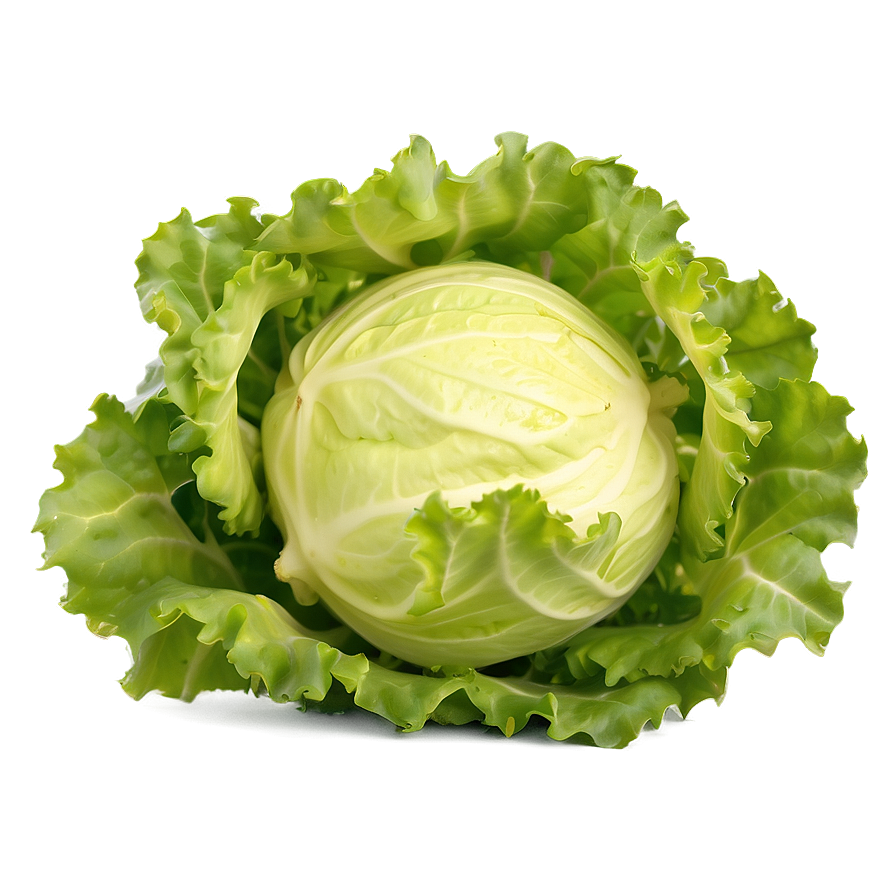 Frisee Lettuce Png 05242024 PNG Image