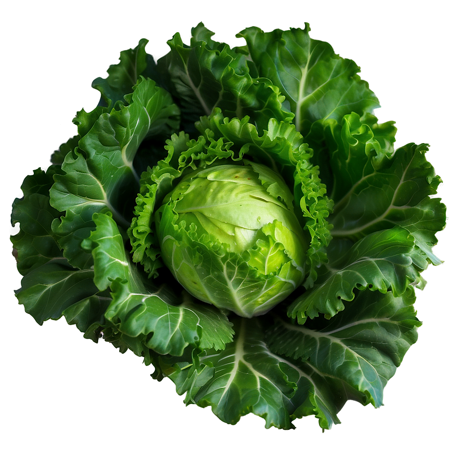 Frisee Lettuce Png 33 PNG Image