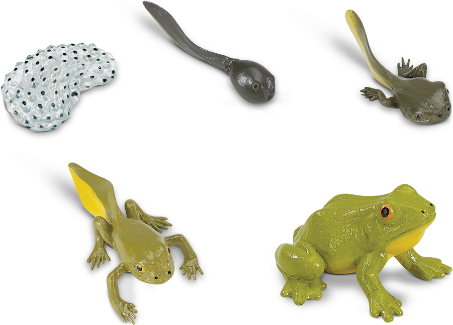 Frog Life Cycle Stages PNG Image