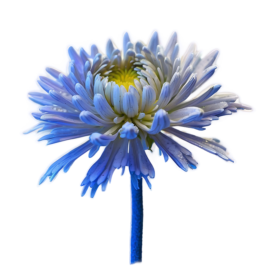 Frosted Chrysanthemum Morning Png 06112024 PNG Image