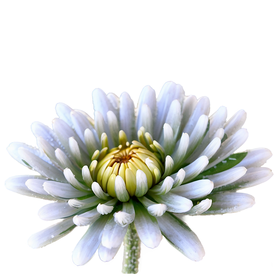 Frosted Chrysanthemum Morning Png Hre53 PNG Image