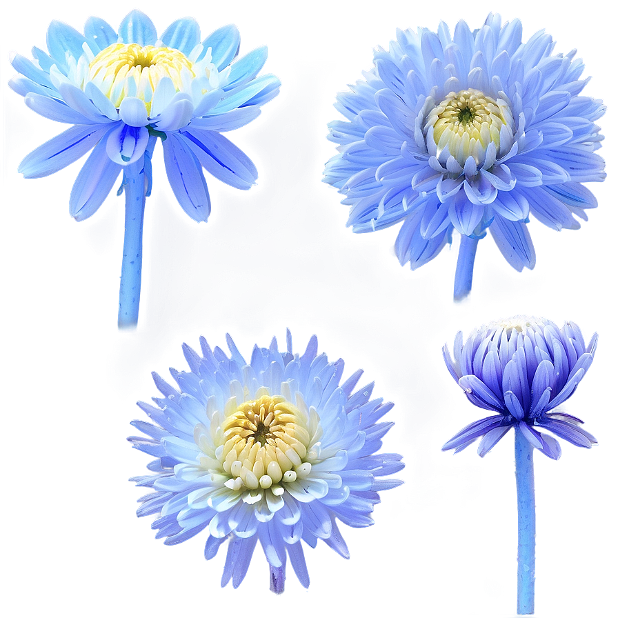 Frosted Chrysanthemum Morning Png Smy61 PNG Image