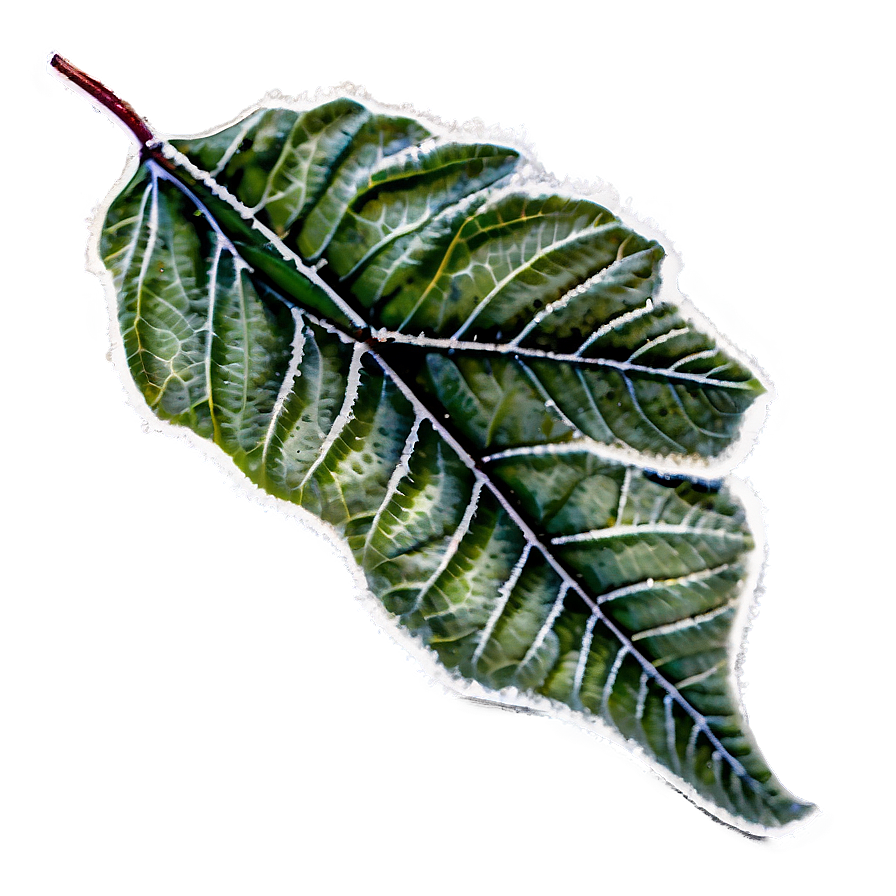 Frosted Leaves Png Rlo PNG Image