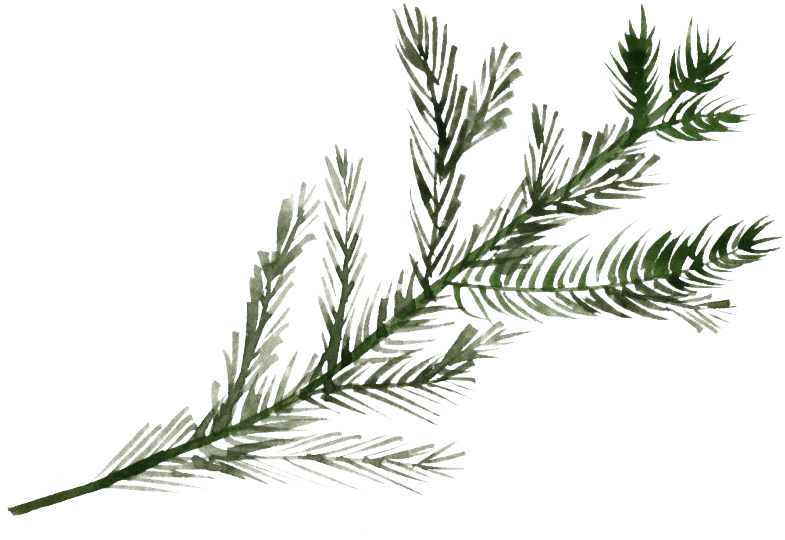 Frosted Pine Branch.png PNG Image