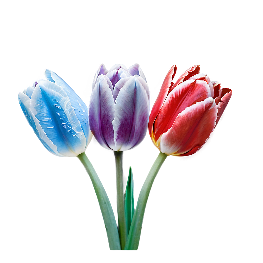 Frosted Tulip Png 46 PNG Image