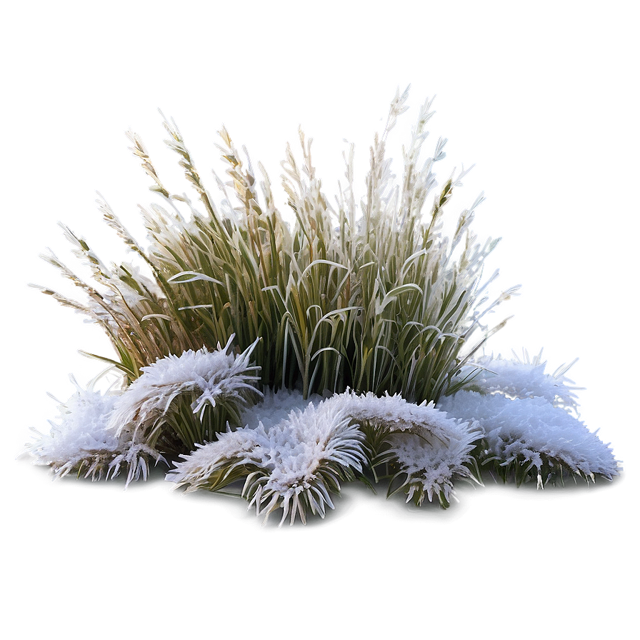 Frosted Winter Grass Png 04292024 PNG Image