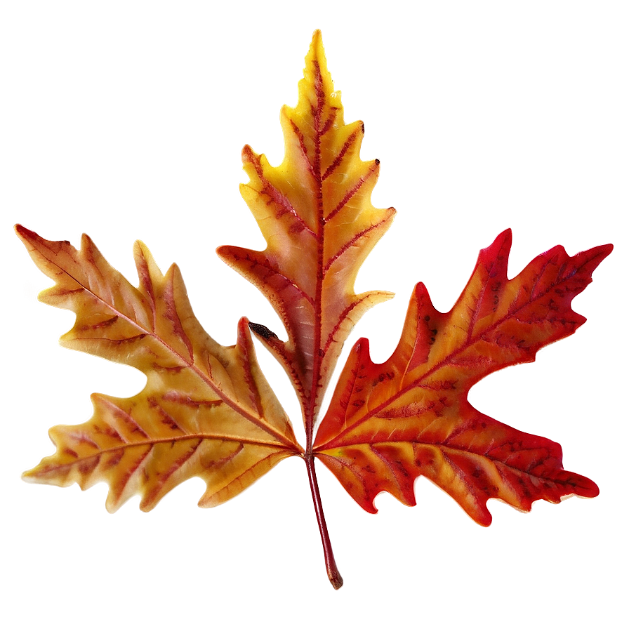 Frosty Autumn Leaves Png 66 PNG Image