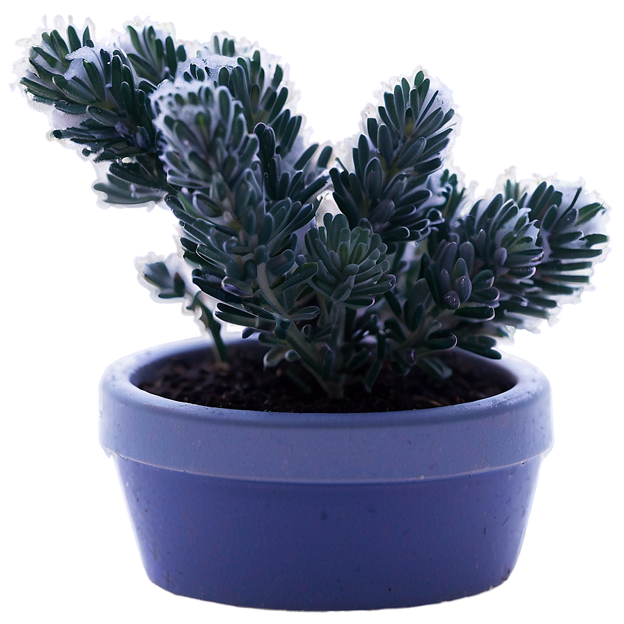 Frosty Morning Lavender Plant Png 06282024 PNG Image