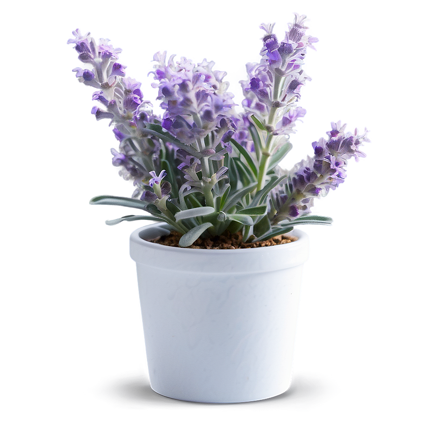 Frosty Morning Lavender Plant Png Bpo18 PNG Image