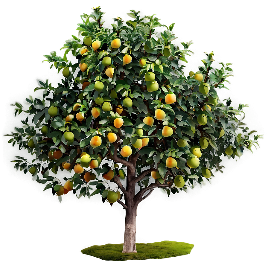 Fruit Tree Top View Png 81 PNG Image