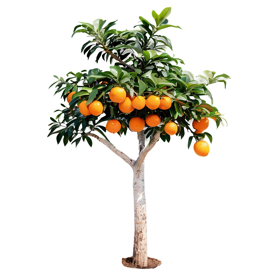 Fruiting Orange Tree Png Jco72 PNG Image