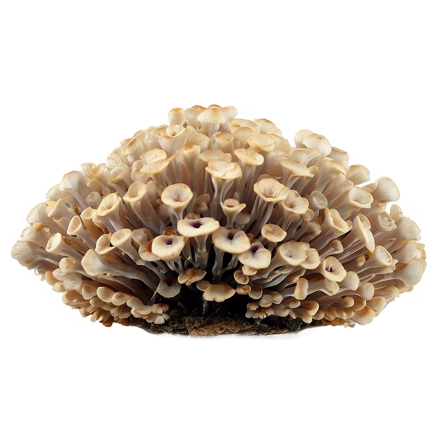 Fungus Among Us Png Kyi PNG Image