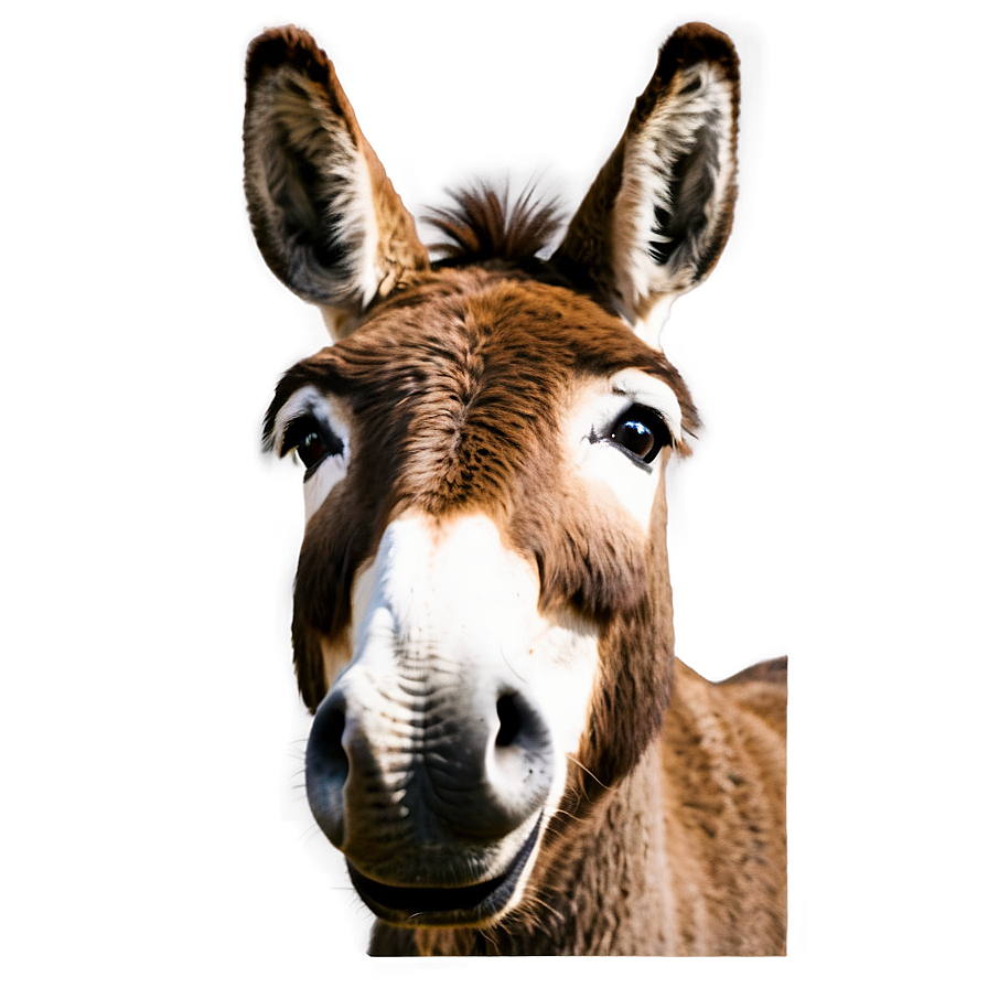 Funny Donkey Face Png Ynk PNG Image