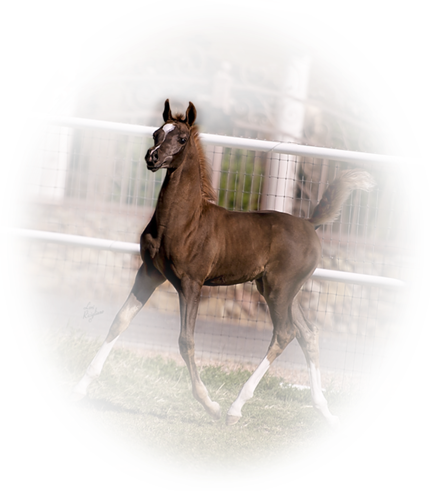 Galloping Bay Foal PNG Image