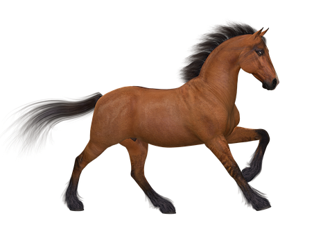 Galloping Bay Horse Black Background PNG Image