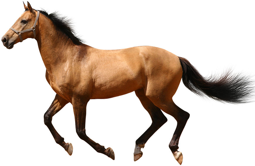 Galloping Brown Horse Transparent Background.png PNG Image