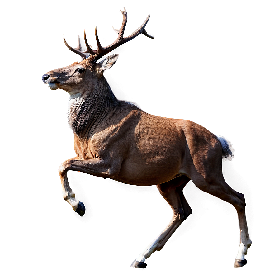 Galloping Stag Png 11 PNG Image