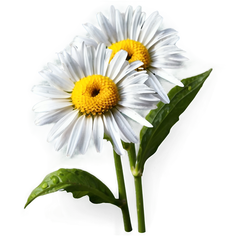 Garden Daisy Png Oic77 PNG Image