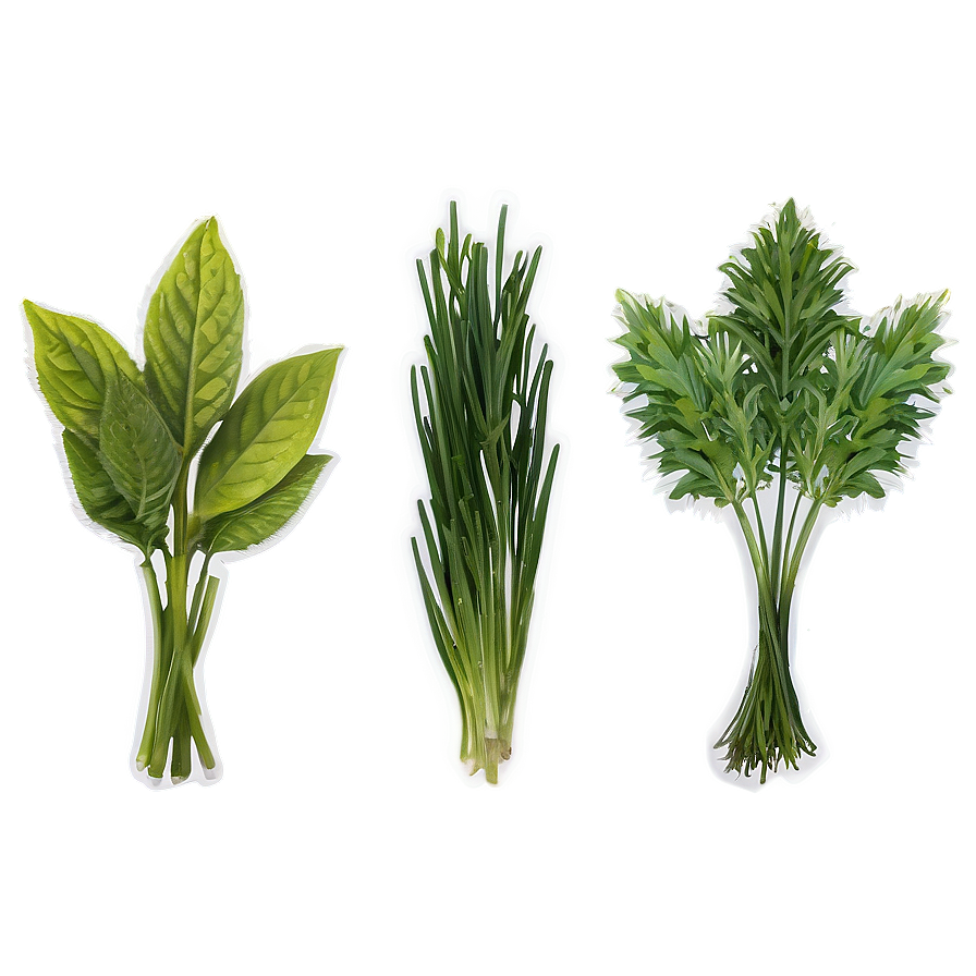 Garden Herb Png 72 PNG Image