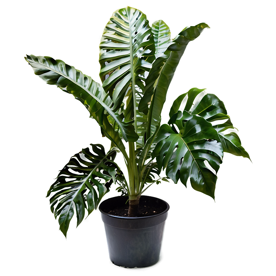 Garden Plant Png 33 PNG Image