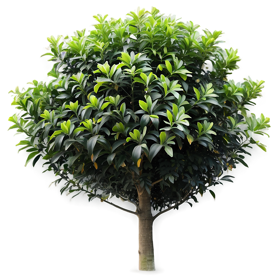 Garden Shrub Png 05252024 PNG Image