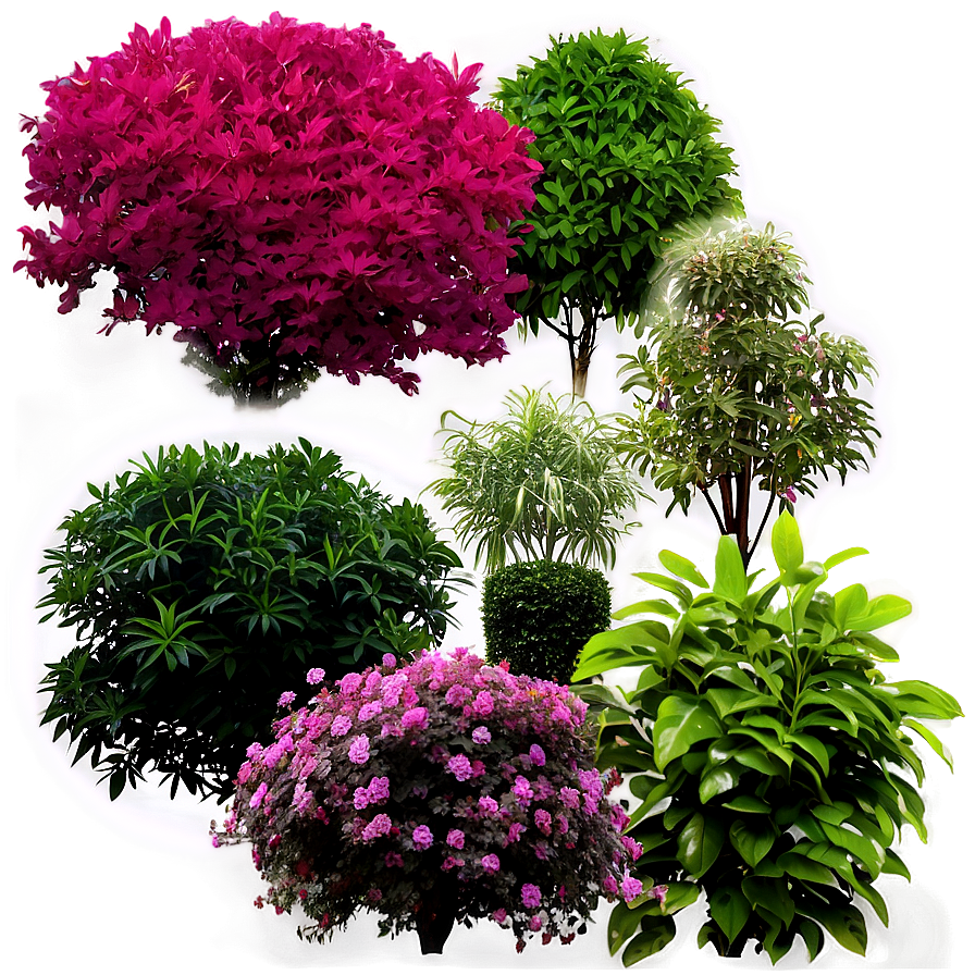 Garden Shrubs Png Yuc96 PNG Image