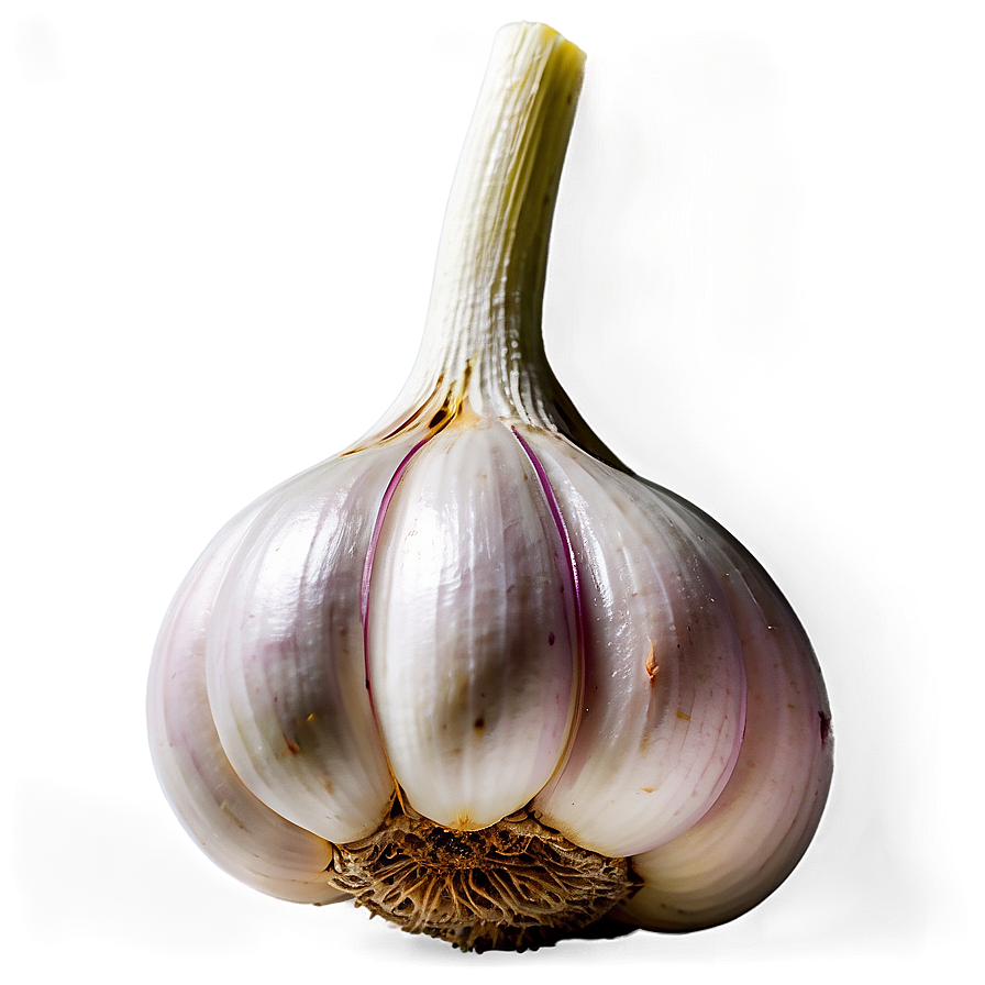 Garlic Bulb Png 05242024 PNG Image