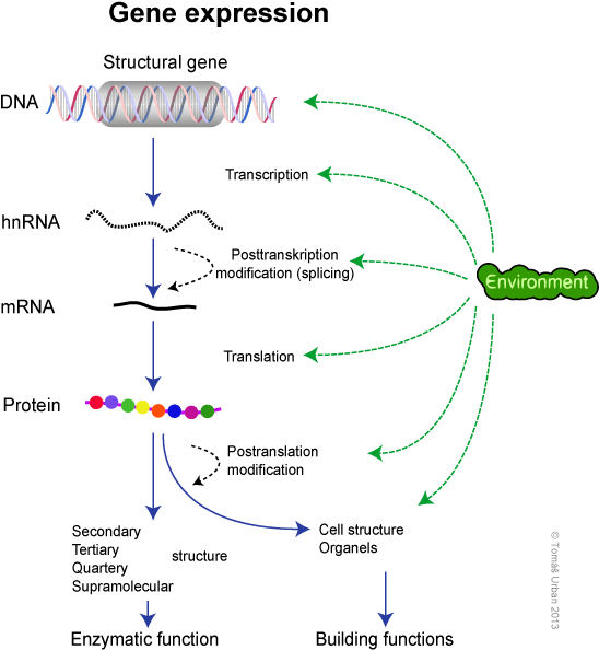 Gene_ Expression_ Process_ Diagram PNG Image