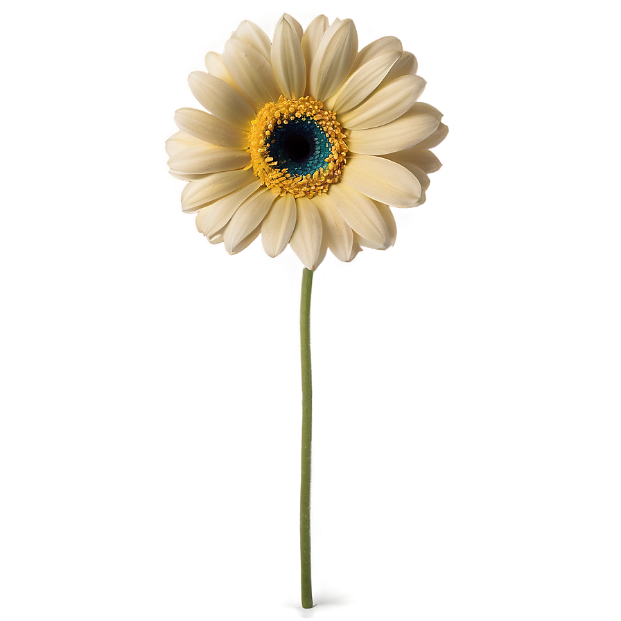 Gerbera Flower Transparent Png Wxo73 PNG Image