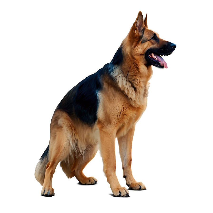 German Shepherd Adult Png Fxv PNG Image