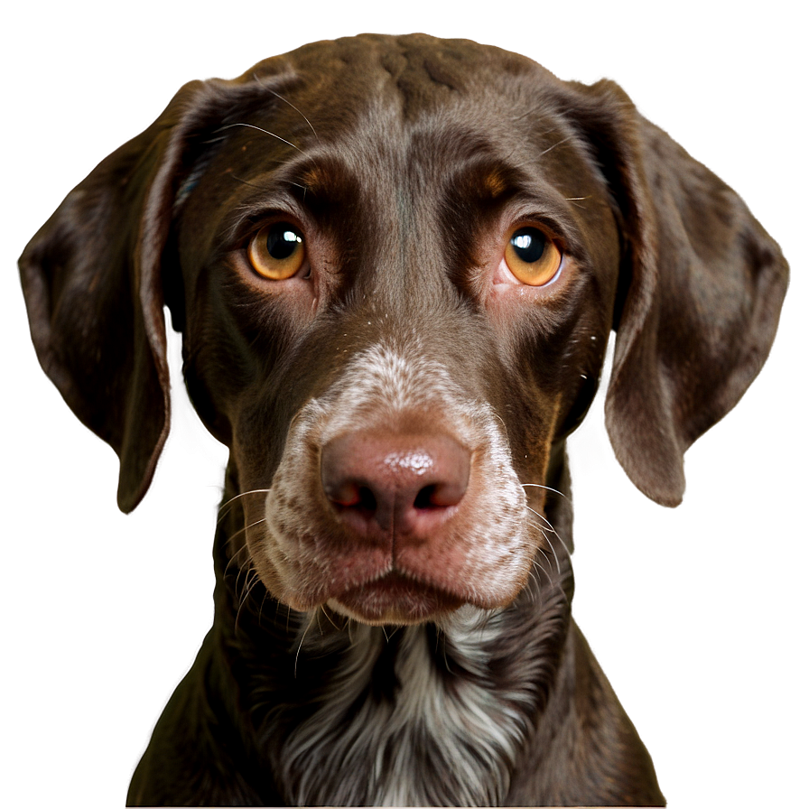 German Shorthaired Pointer Puppy Png Vmw52 PNG Image