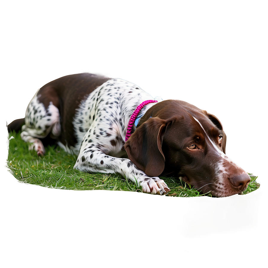 German Shorthaired Pointer Sleeping Png Wsy78 PNG Image