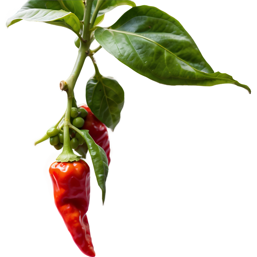 Ghost Pepper Plantation Png Cjg28 PNG Image