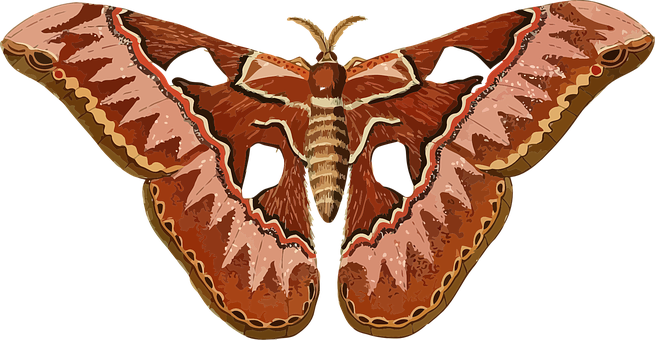 Giant Atlas Moth Illustration PNG Image