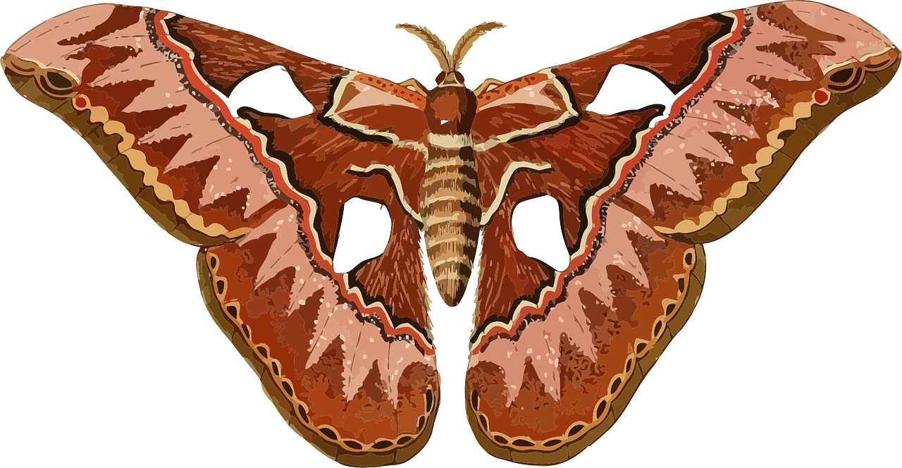 Giant_ Atlas_ Moth_ Illustration PNG Image