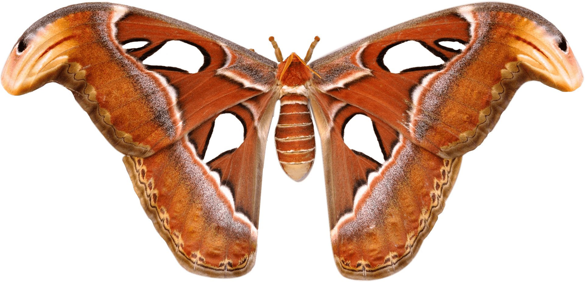 Giant Atlas Moth Spread Wings PNG Image