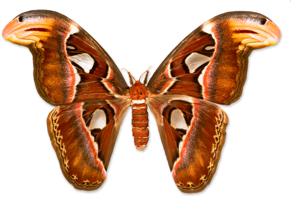 Giant Atlas Moth Transparent Background PNG Image